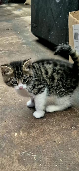 Kocięta po puchatej Mamie