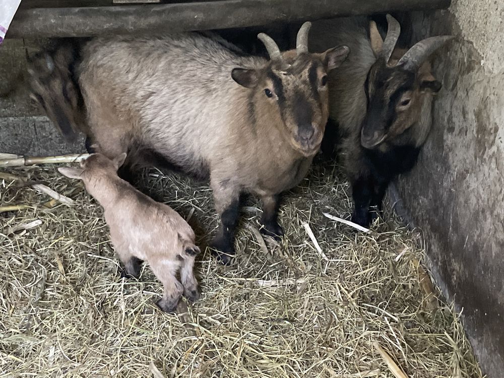 Cabra anã com 1 bebe de 3 dias