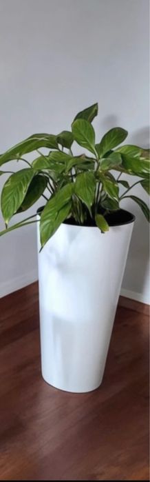 Zestaw 2 Duże wyoskie dobiczki