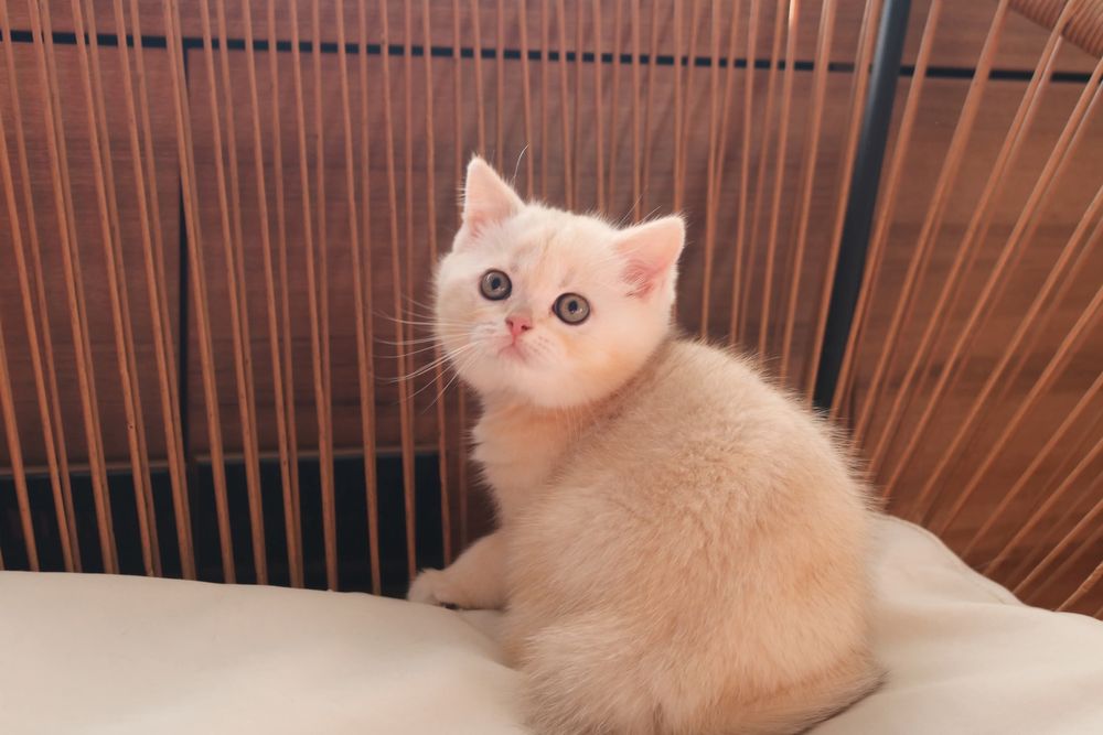 Uma gatinha scottish straight  golden