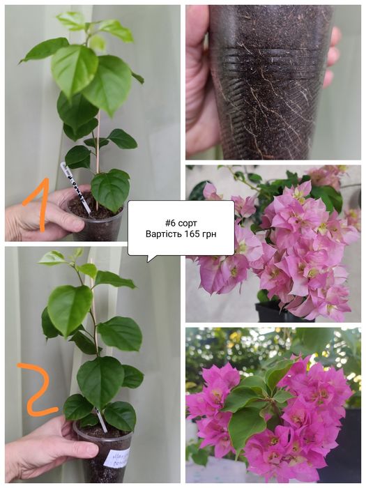 Бугенвілія  акційна ціна. Махрові, стандартні. Квітучі