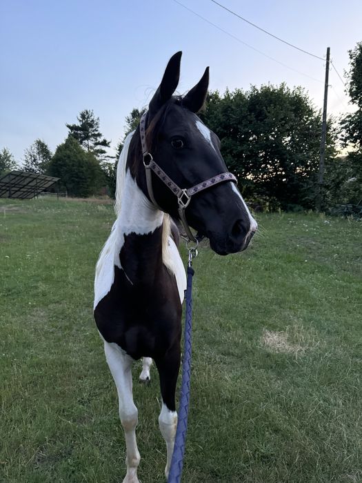 klacz srokata , ojciec APH, matka Sp