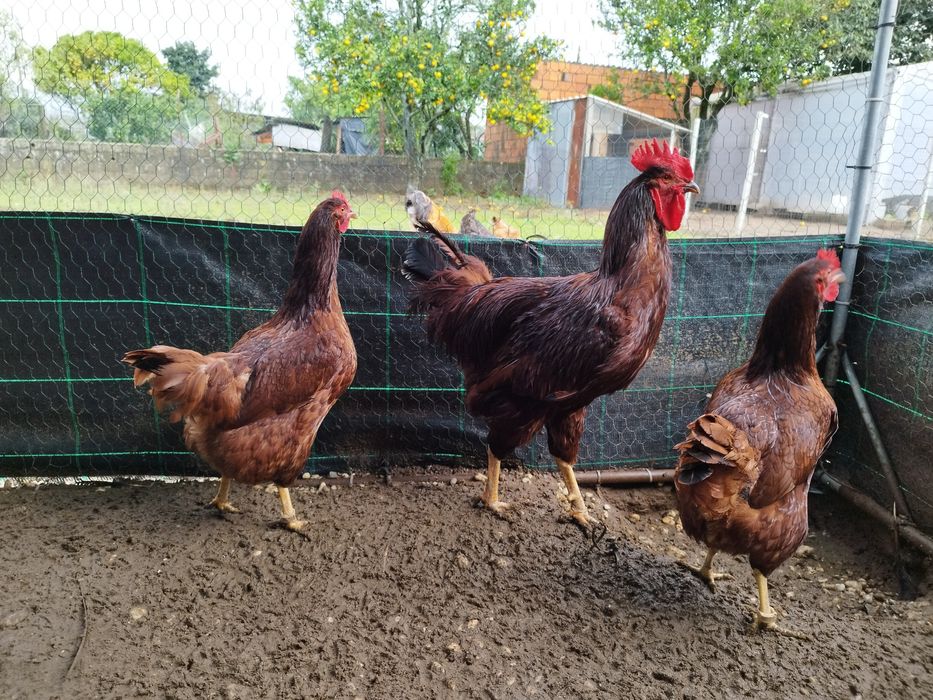 Trio de Rhode island red