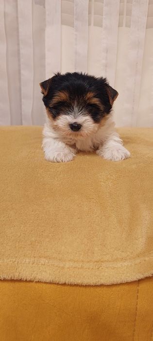 Piesek Yorkshire terrier Biewer