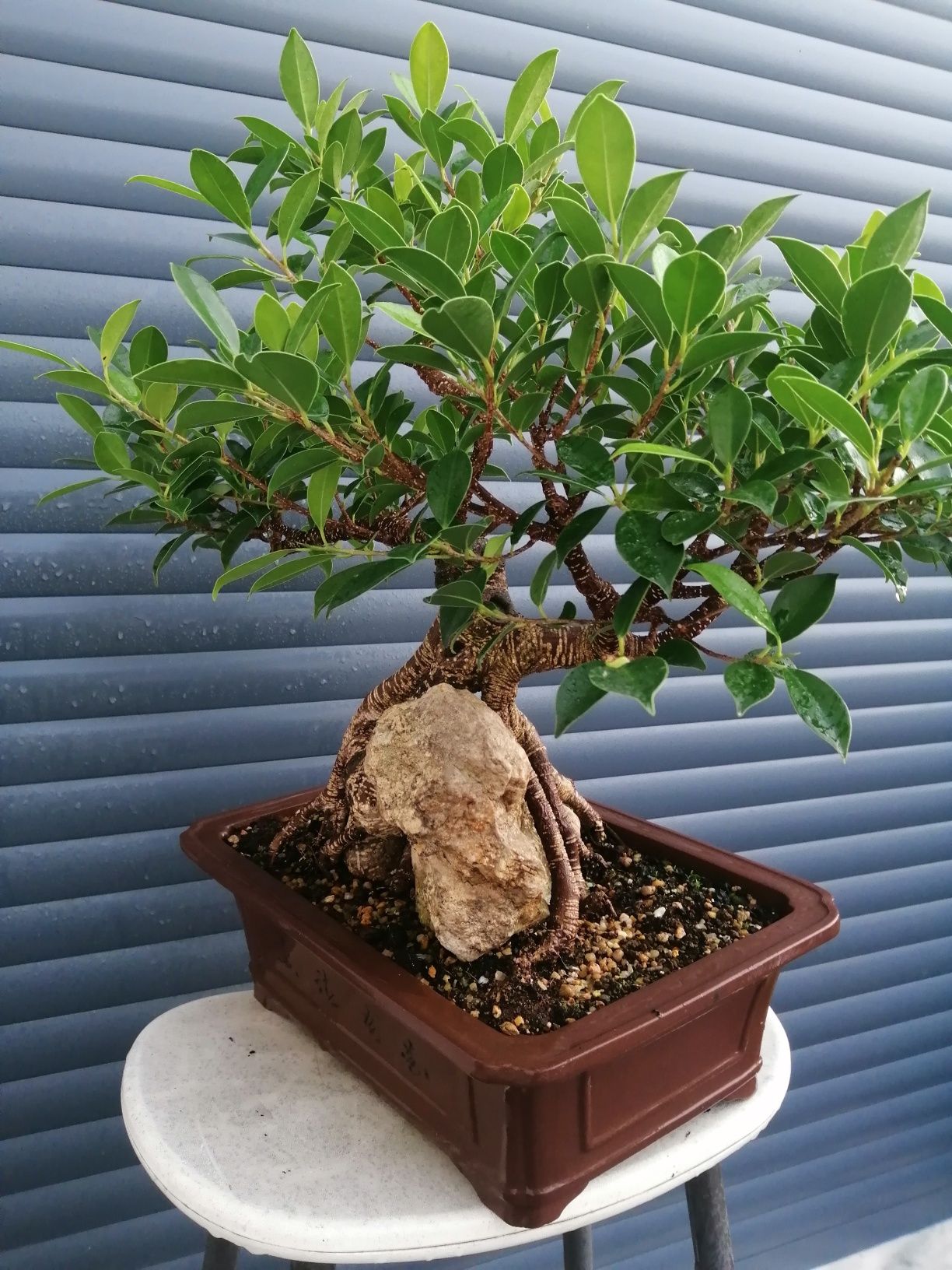 Bonsai Ficus retusa sobre rocha