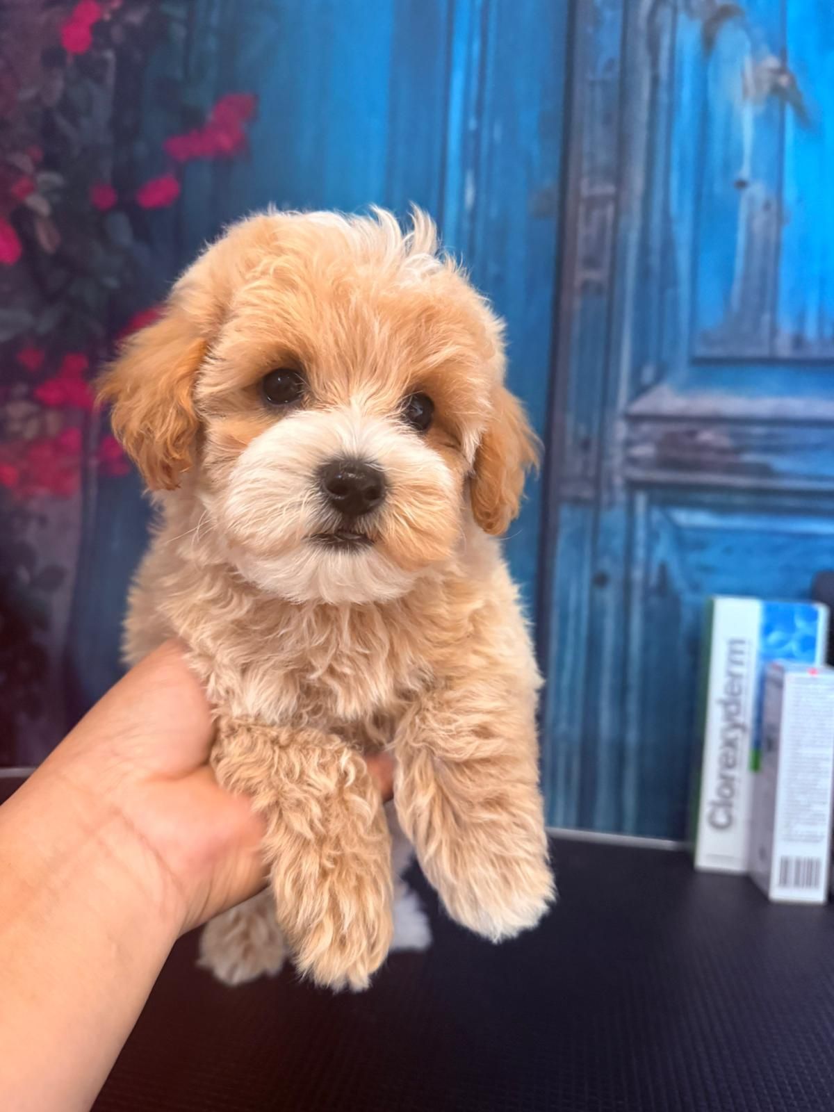 Maltipoo ostatni piesek