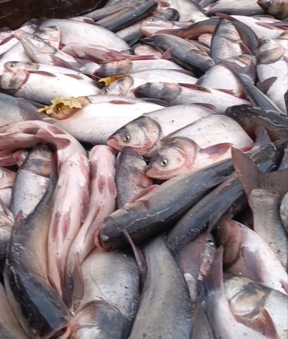 Жива риба короп, карась, товстолоб