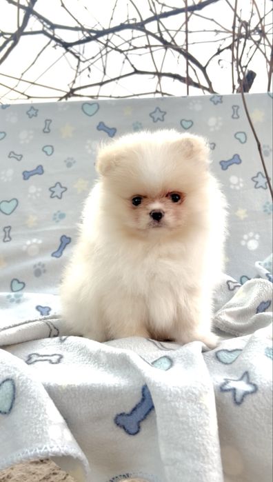 Померанский принц