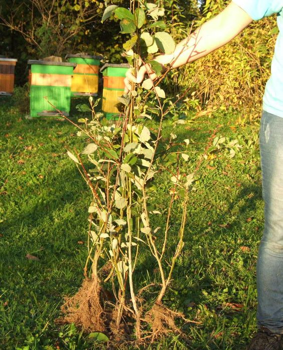 Wierzba iwa pszczelarska , wczesne kwitnienie, duże ukorzenione