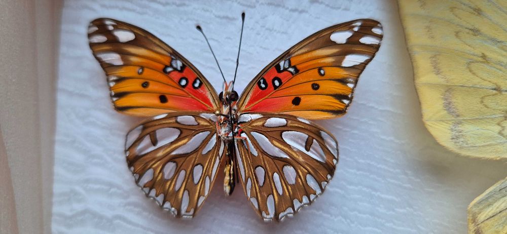 Gablotka motyle dzienne nocne na ścianę Actias sinensis Papilio i inne