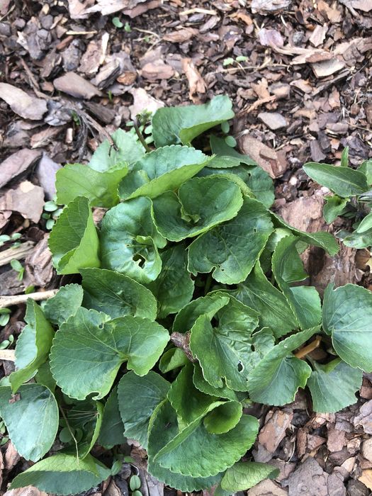 Biały fiołek do kolekcji kwitnących