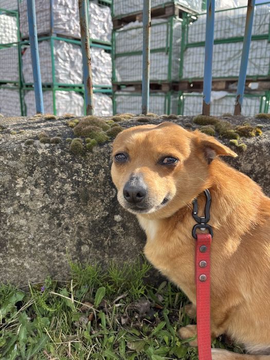 PRECELEK po śmierci opiekuna trafił do schroniska