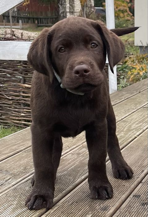 Labrador Retrevier Czekoladowy