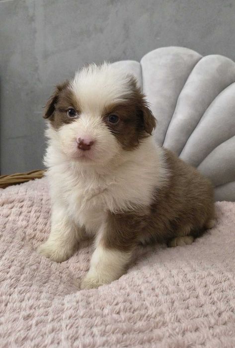 Owczarek Australijski Suczka RED TRI o imieniu ASZA – długi ogonek.