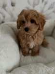 Piesek Maltipoo gotowy do odbioru z rodowodem