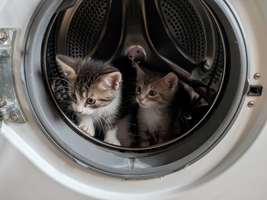 Пухнастики шукають дім