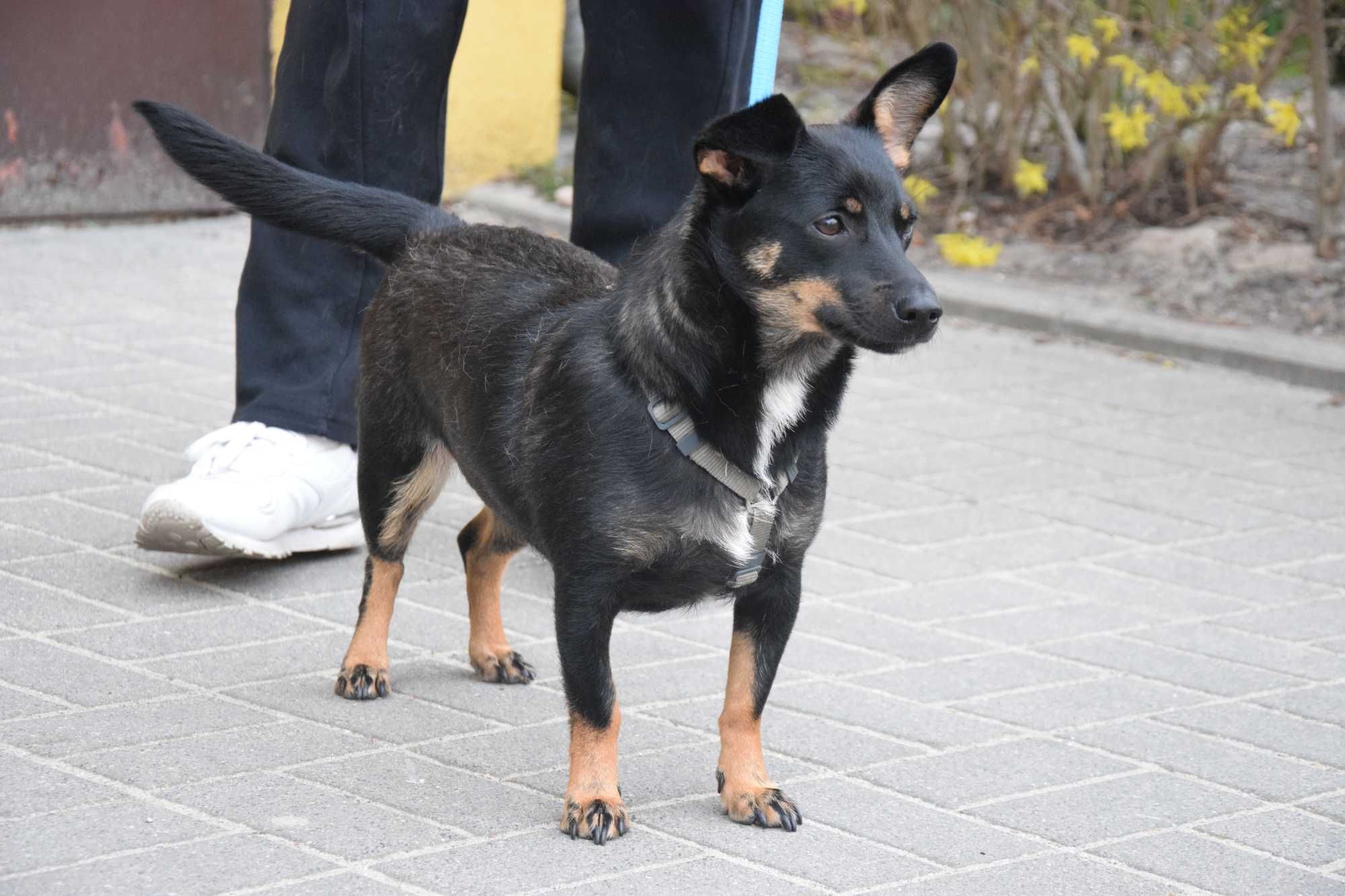 Kocha dzieci, malutka, cudna, fantastyczna sunia szuka domu