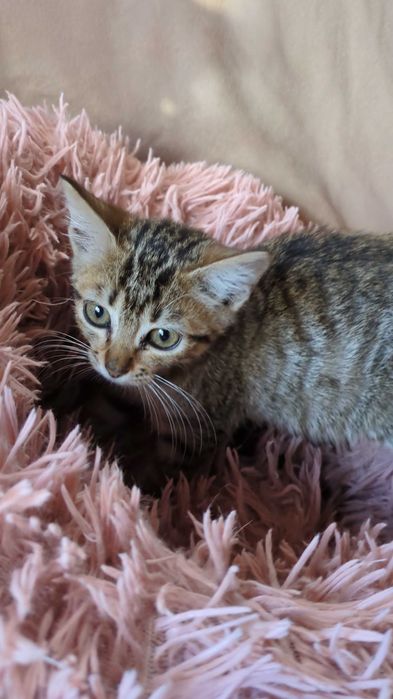 Gatinha 2 meses para adoção