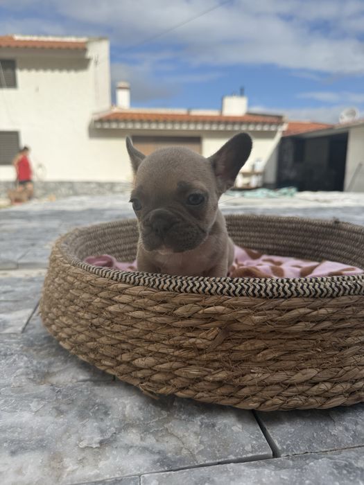 Bulldog Francês Excelente Linhagem