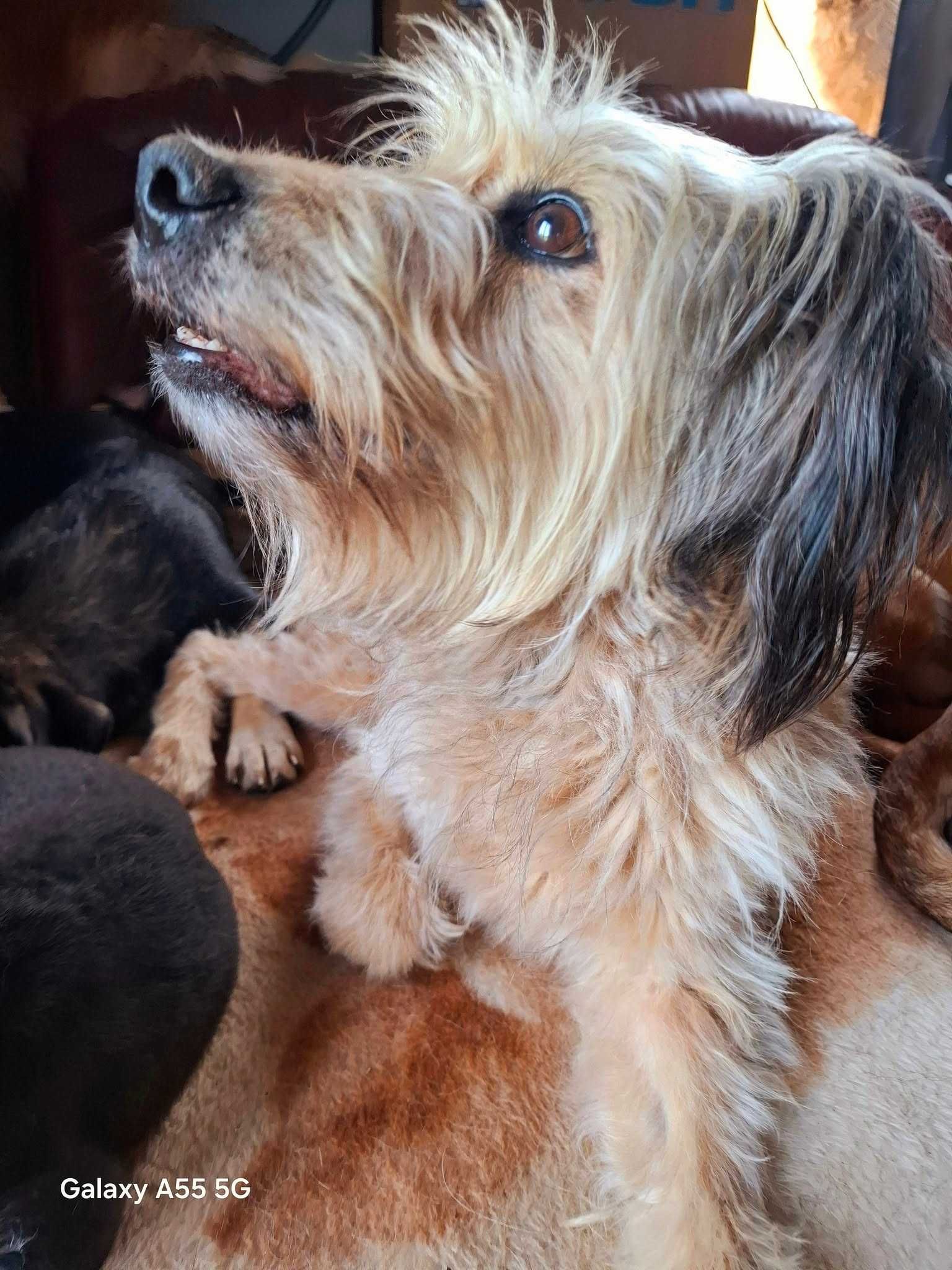 Cudowna, spokojna, ułożona Stella do adopcji