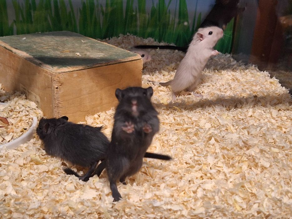 Kolorowe myszoskoczki