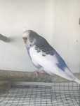 Periquito macho azul