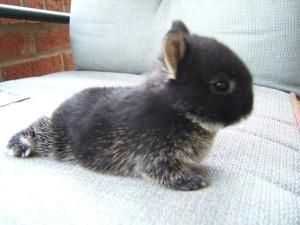 Mini coelhos anões teddy +Gaiola Nova +alimentação adequada