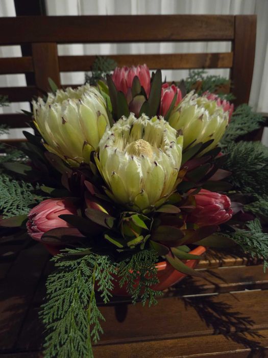 Vendo proteas flores