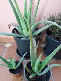 Planta aloe vera em vaso