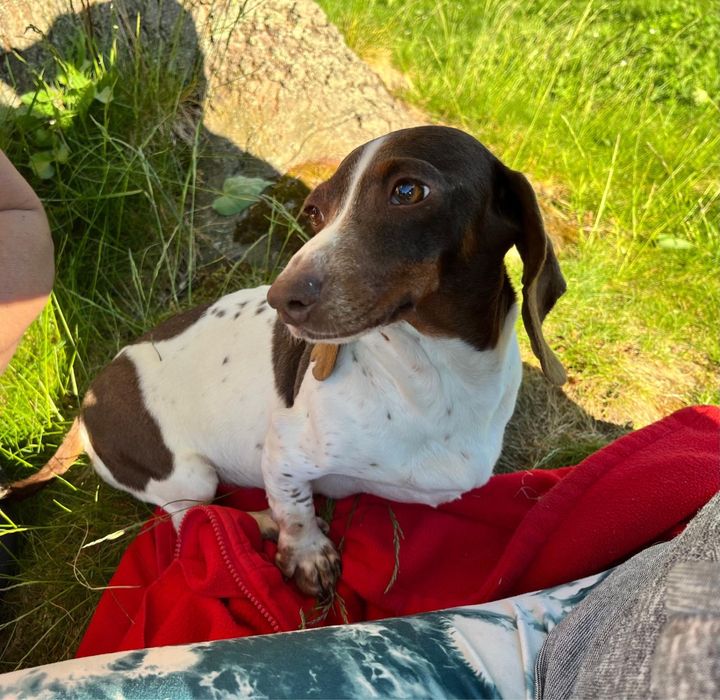 Szczeniak jamnik piebald/ nie merle