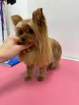 GROOMER z dojazdem do domu