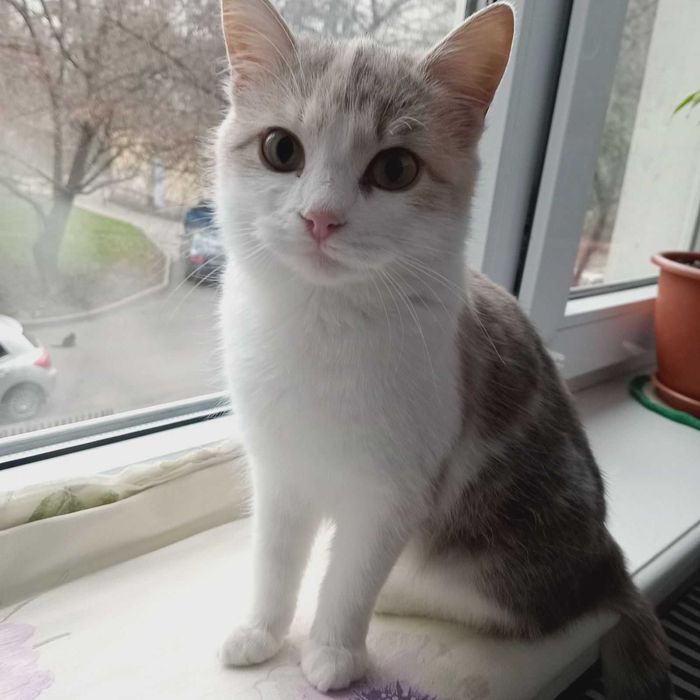 Віддам в добрі руки