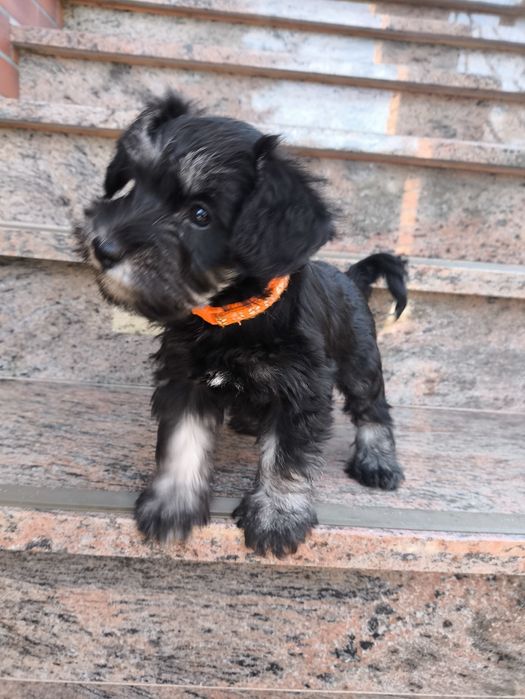 Sznaucer miniaturowy