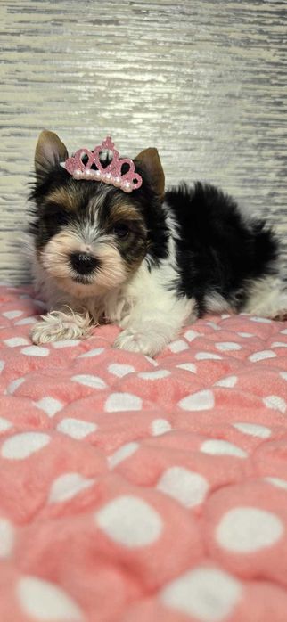 Sliczna sunia Yorkshire Terrier Biewer