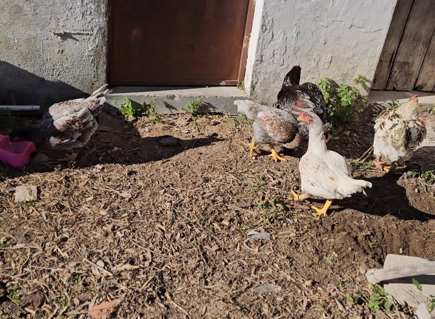 Ovos Cornish azuis e splash e jubileu podem passar 6kg