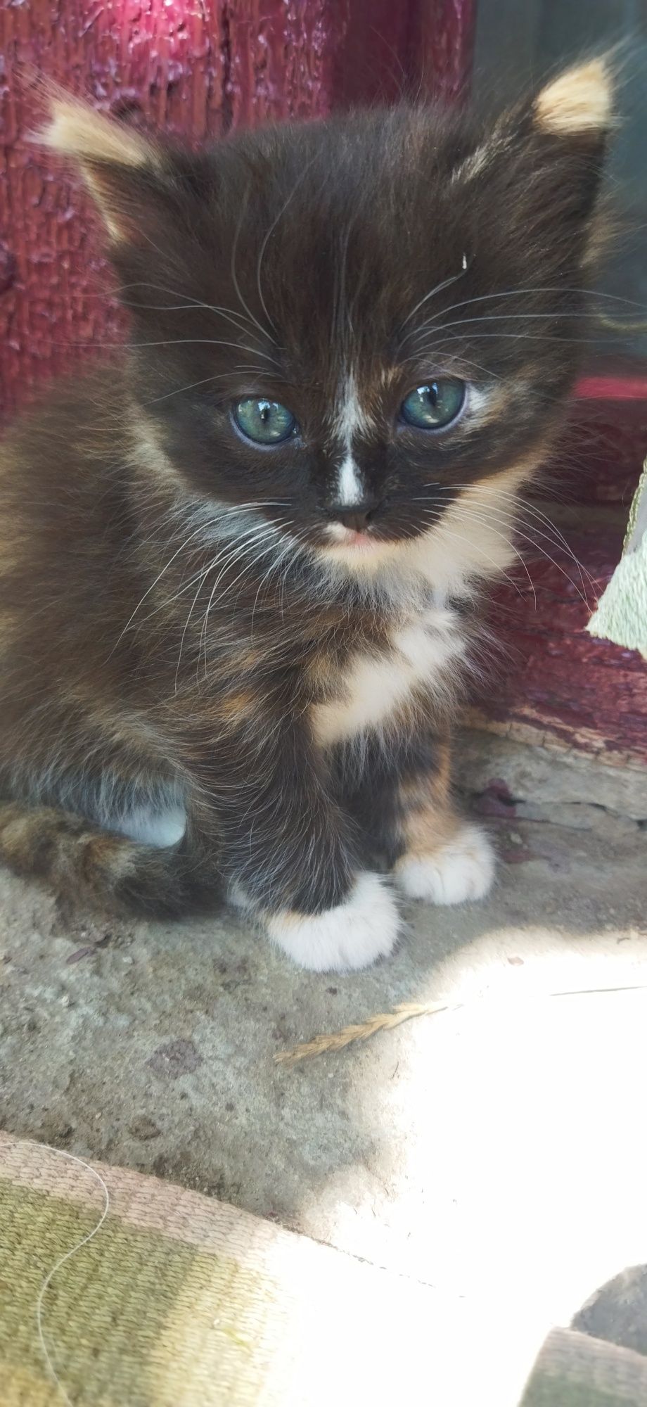 Кошенята шукають сім'ю