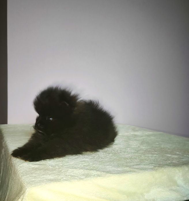 Szpic miniaturowy pomeranian