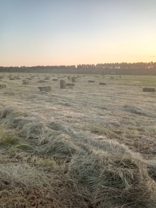 продам сіно лугове