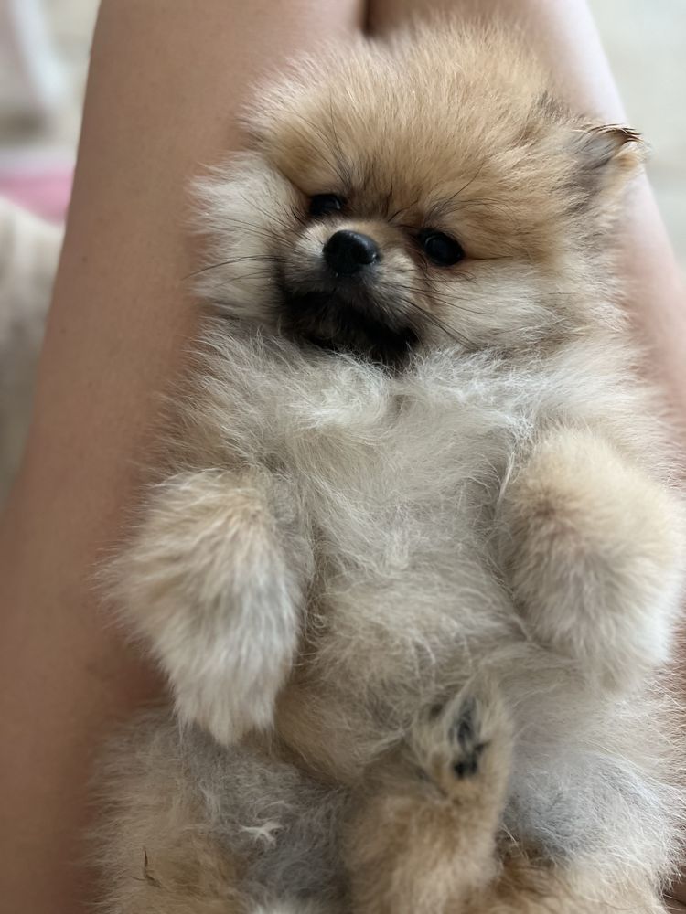 Pomeranian szpic miniaturowy pies xs misiu słodziaczek
