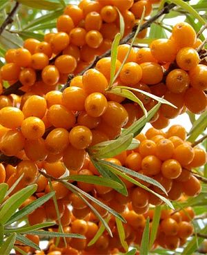 Саджанці обліпиха.Саженцы облепиха.Обліпиха.Облепиха.