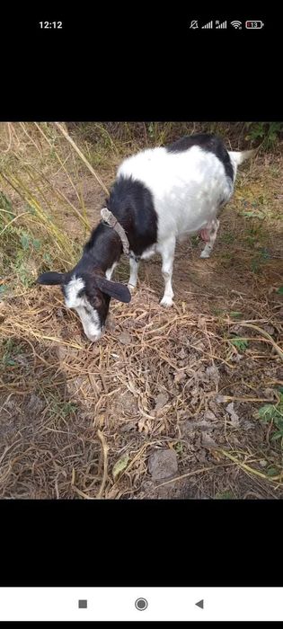 Вівці,козочки, свині