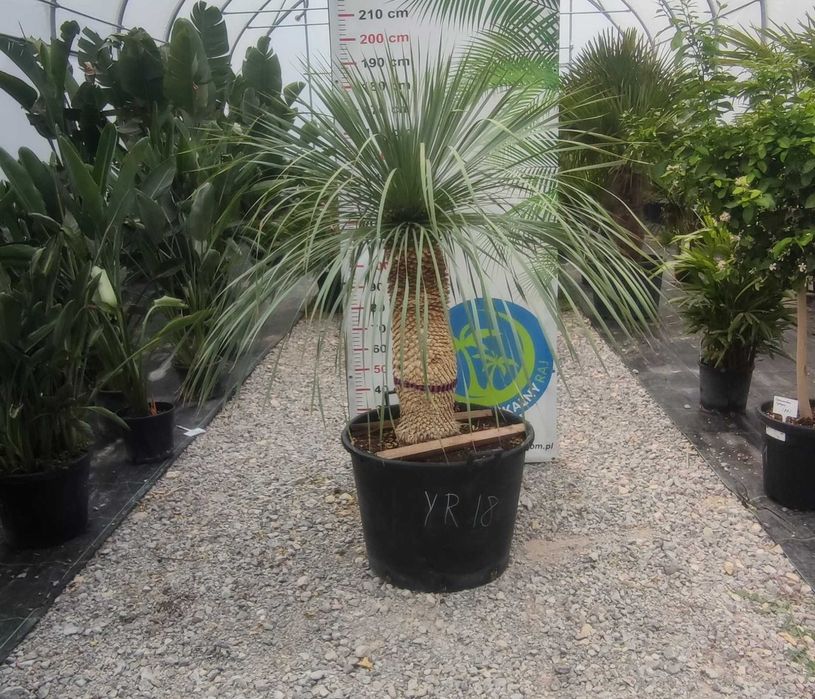 Yucca Rostrata – palma mrozoodporna , juka