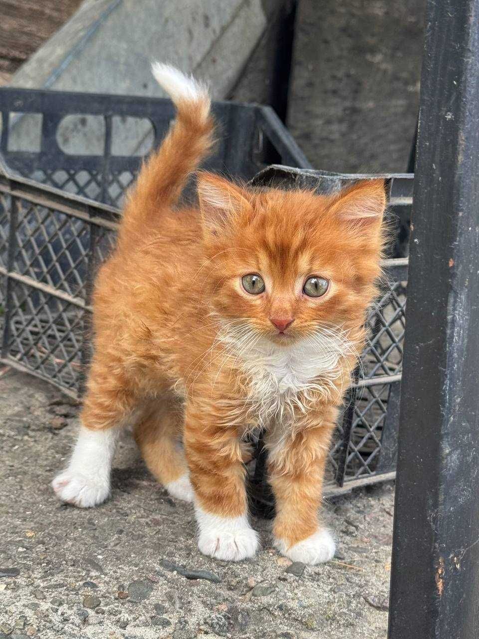 Кошенята шукають дім