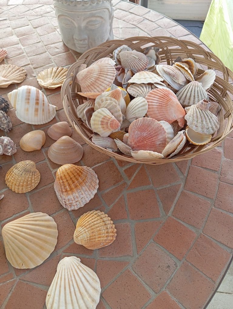 conchas  diversas