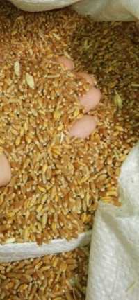 Продам пшеницю і кукурудзу. Суха. Сорт ХОТИН. Ціна 6500 грн