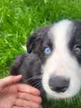 Border Collie- Samczyk- niespotykany, chip, rodowód, WKU, PPK