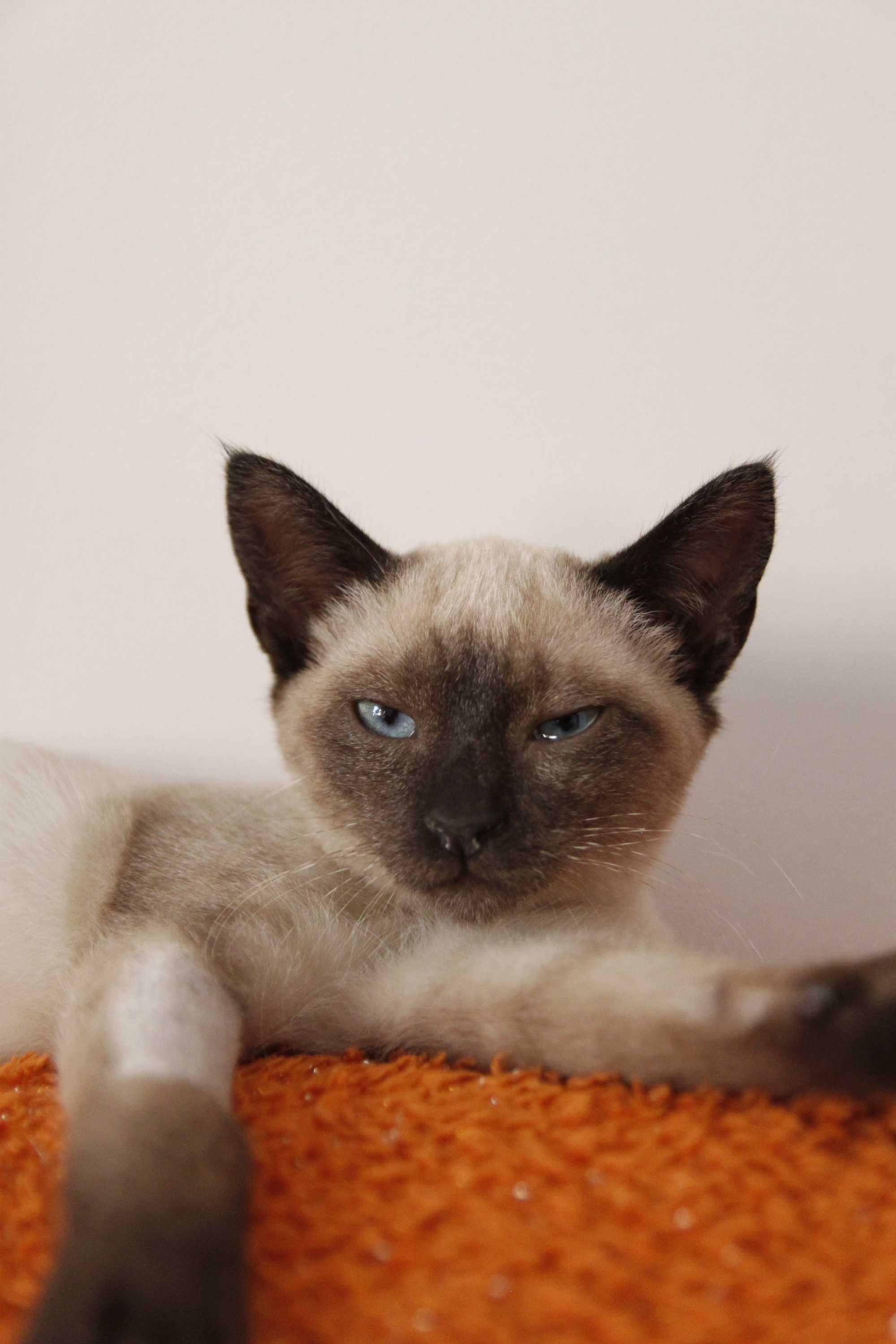 Gatinha siamesa 3 meses - adoção responsável BRAGA