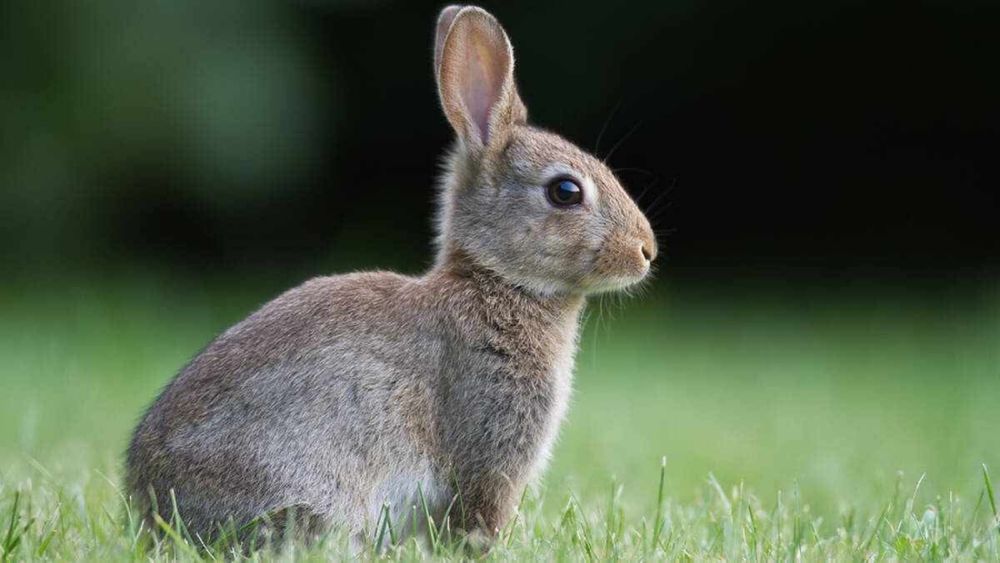 króliczek miniaturka samczyk 3 miesieczny lagodny