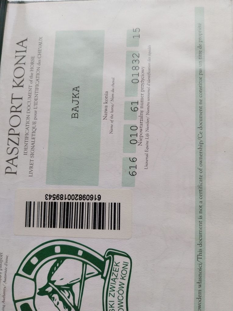 Klacz kon zimnokrwisty  licencja