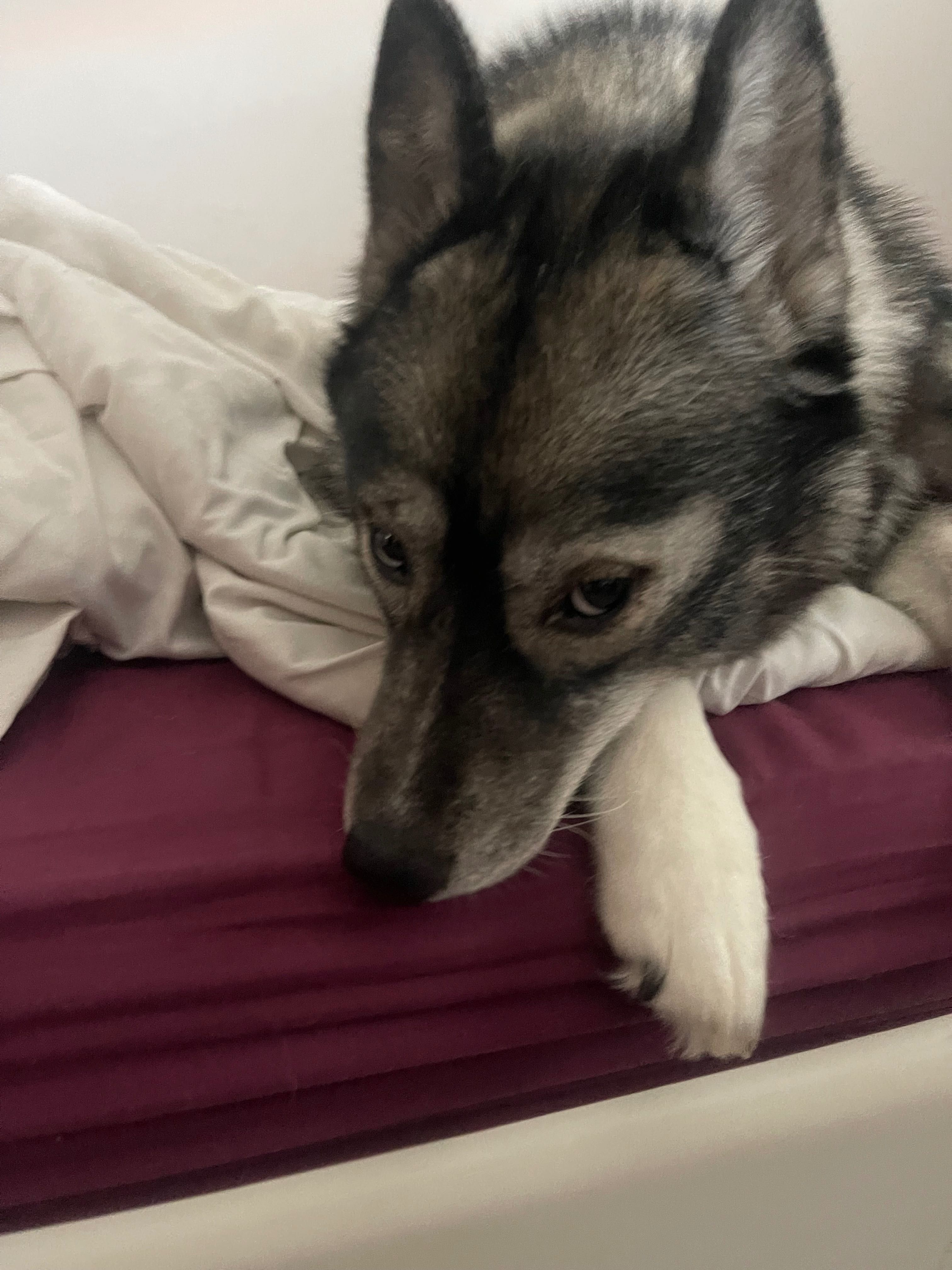 Eu passeio cães (ver en que cidades)
